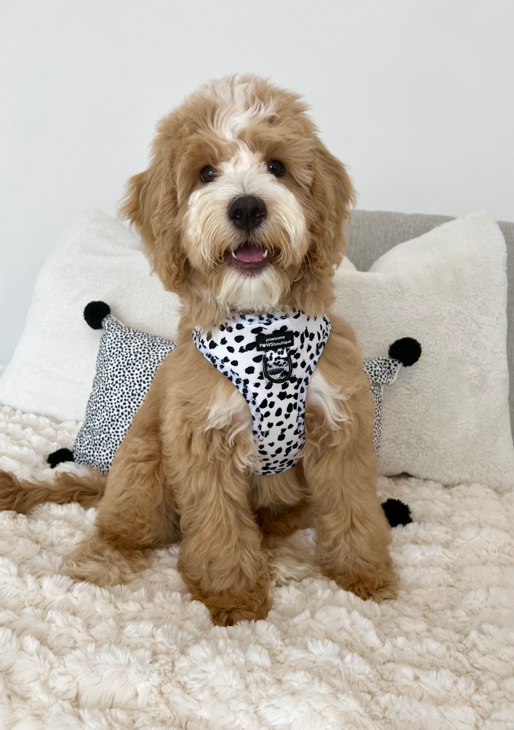 Adjustable Harness – Perdita