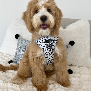 Adjustable Harness – Perdita