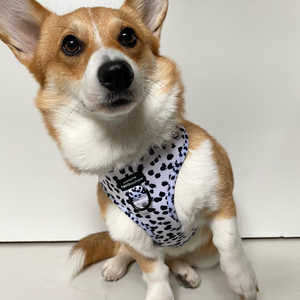 Adjustable Harness – Perdita