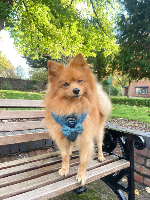 Bow Tie - Country Teal