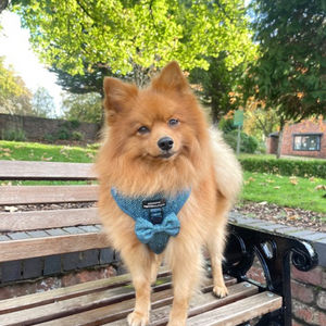 Bow Tie - Country Teal