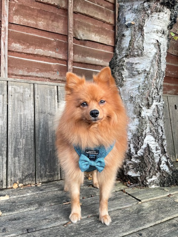 Bow Tie - Country Teal