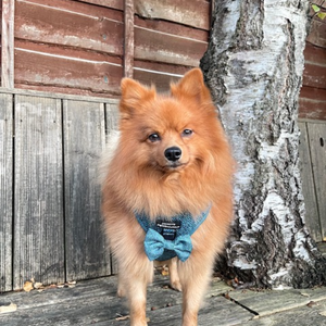 Bow Tie - Country Teal