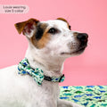Collar - Dinky Dino
