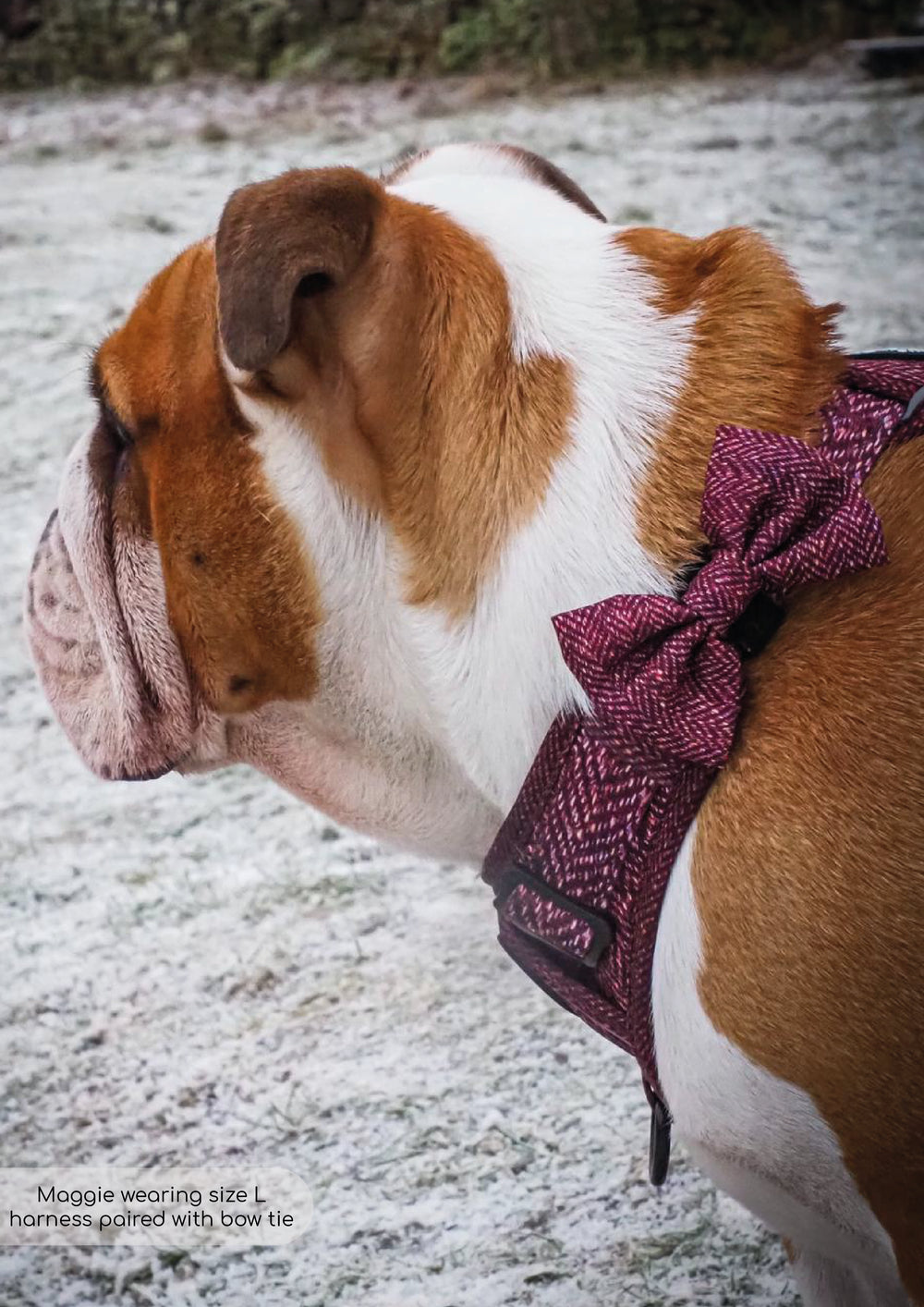 Bow Tie - Country Burgundy