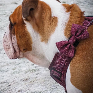 Bow Tie - Country Burgundy