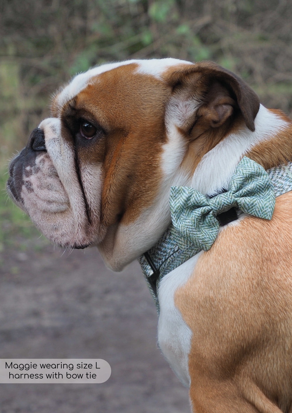 Bow Tie - Country Thyme