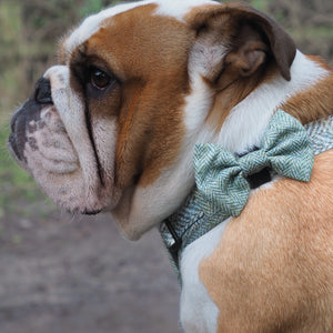 Bow Tie - Country Thyme