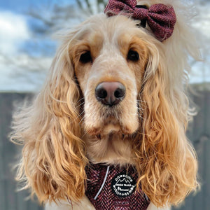 Bow Tie - Country Burgundy