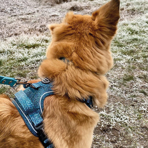 Tough Trails™ Harness - Country Teal