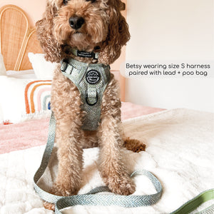 Lead - Country Thyme